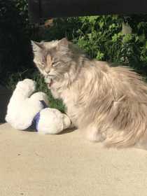Lost Cat