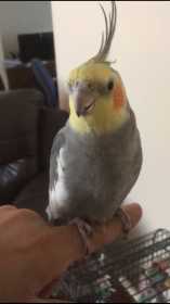 Lost Cockatiel