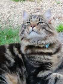 Lost Cat