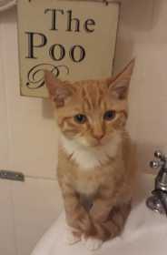 Lost Cat