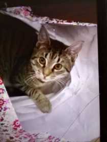 Lost Cat