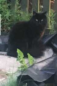 Lost Cat