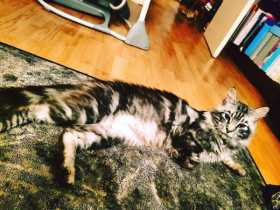 Lost Cat