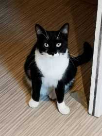 Lost Cat