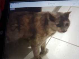 Lost Cat