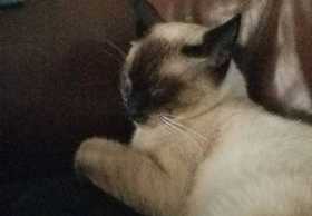 Lost Cat