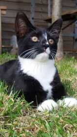 Lost Cat
