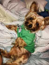 Lost Dog