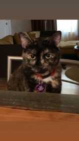 Lost Cat