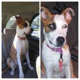Lost Dog