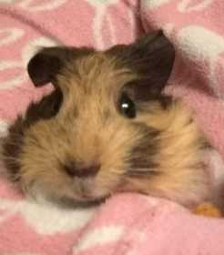 Lost Guinea pig