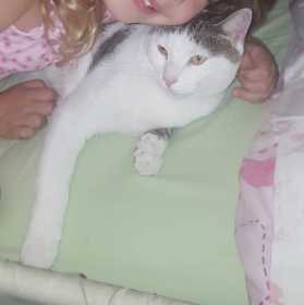 Lost Cat