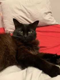 Lost Cat