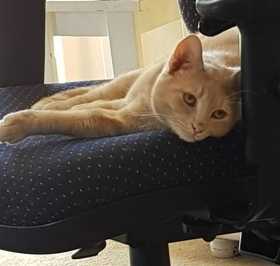 Lost Cat