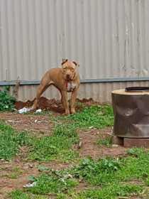 Lost Dog