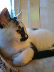 Lost Cat