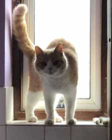 Lost Cat