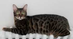Lost Cat