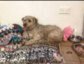 Lost Dog