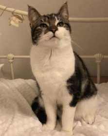 Lost Cat