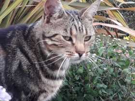 Lost Cat