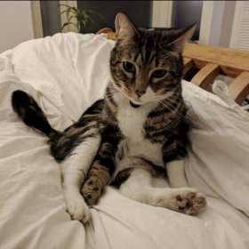 Lost Cat