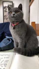 Lost Cat