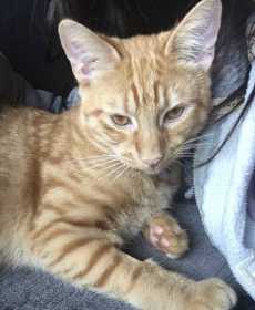 Lost Cat