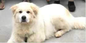 Lost Dog