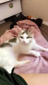 Lost Cat