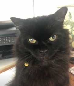 Lost Cat