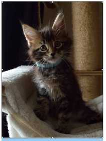 Lost Cat