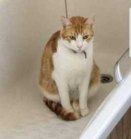 Lost Cat