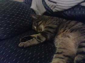 Lost Cat