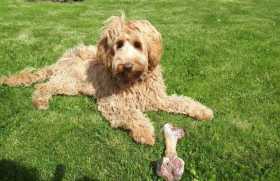 Lost Dog