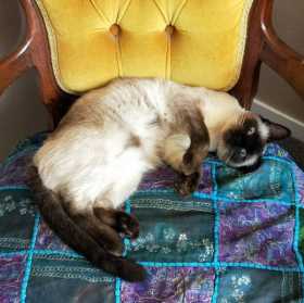 Lost Cat