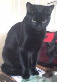 Lost Cat