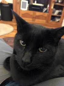 Lost Cat