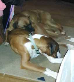 Lost Dog
