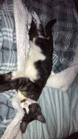 Lost Cat