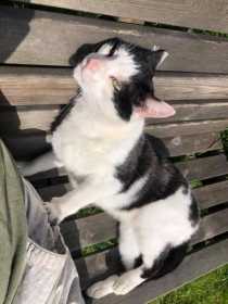 Lost Cat