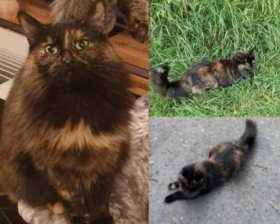 Lost Cat