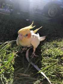 Lost Cockatiel