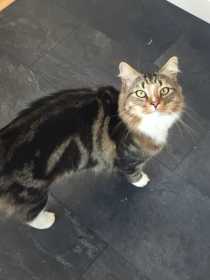 Lost Cat