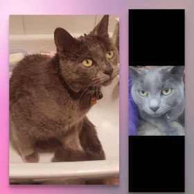 Lost Cat