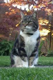Lost Cat