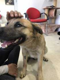 Lost Dog