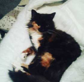 Lost Cat