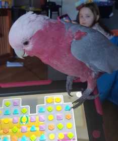 Lost Galah Cockatoo