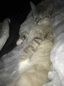 Lost Cat